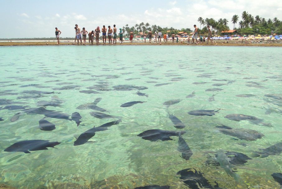 Explore A Rica Vida Marinha De Porto De Galinhas Segue Viagem