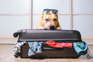 Vai viajar e tá a fim de levar seu pet? Aqui você encontra alguns hotéis pet friendly no Brasil l Crédito: Shutterstock