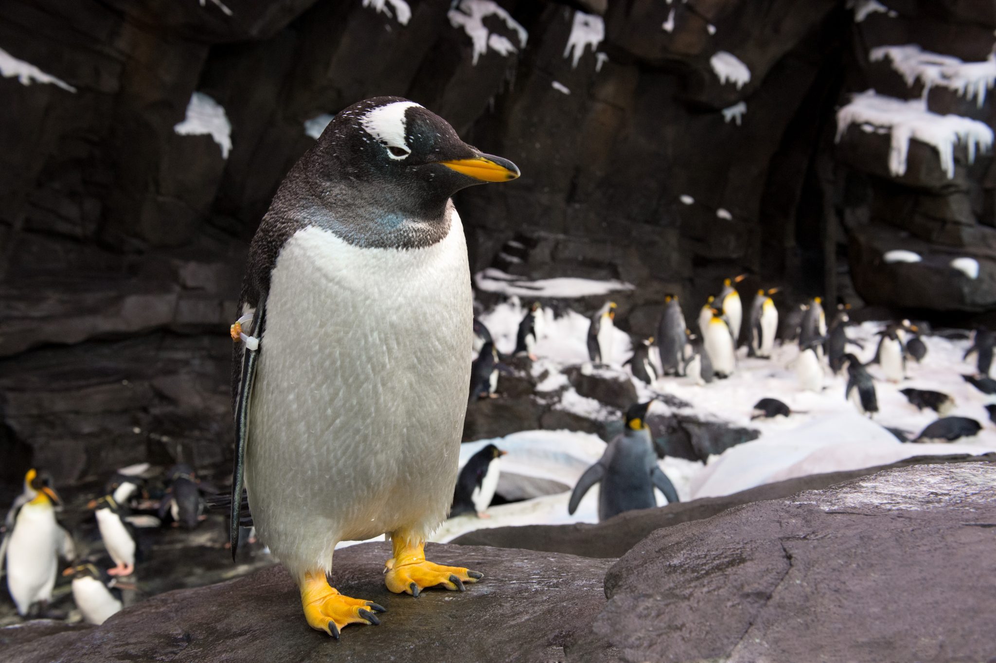 SeaWorld Credit Disclosure 3